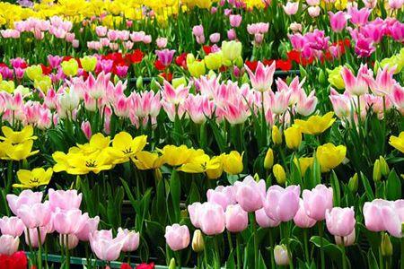 新湖明珠城郁金香花博会将持续至22日