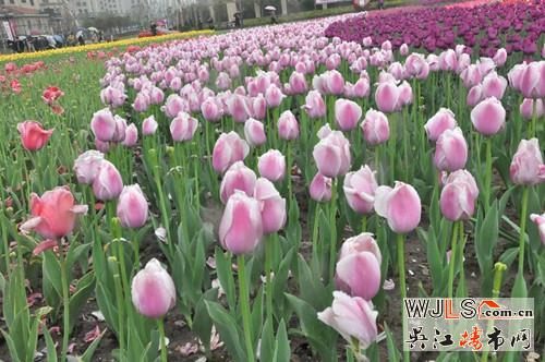 郁金香托起新湖明珠城的“花梦”