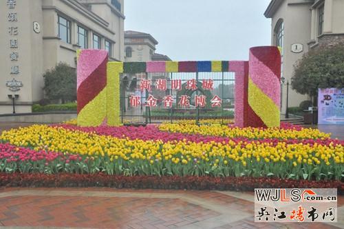 郁金香托起新湖明珠城的“花梦”