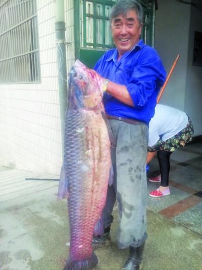 南京六旬老翁放长线钓上83斤大青鱼 鱼长1.4米
