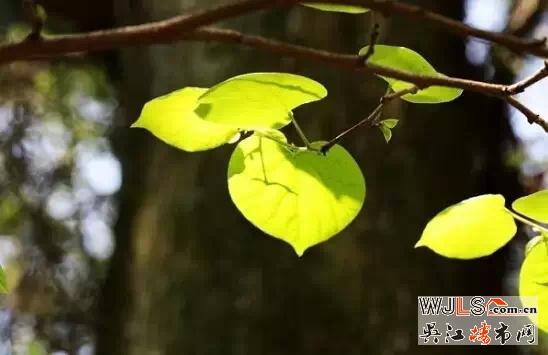 橡逸湾最美时刻 等你来！