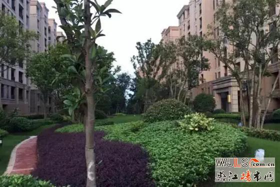 雨后，金科廊桥水岸成吴江一道美丽风景线