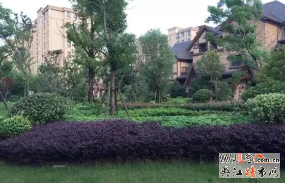 雨后，金科廊桥水岸成吴江一道美丽风景线