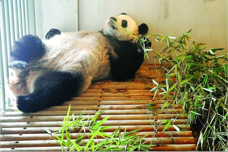 2只大熊猫入住苏州  预计中秋将与市民见面！