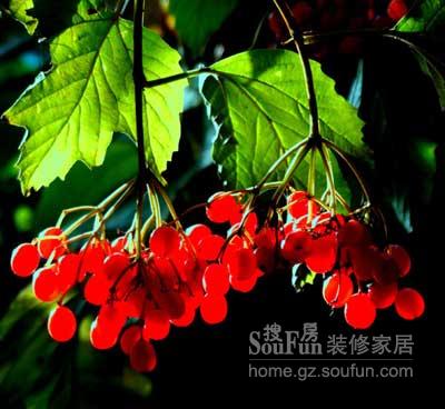 农历七夕 那些与情人有关的事