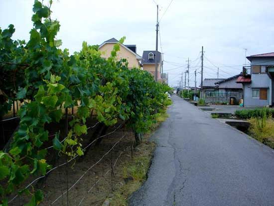 绝对真实！看看日本的“社会底层”农村住房